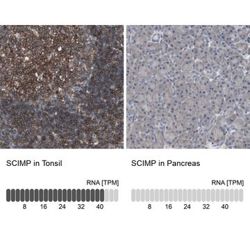 Anti-SCIMP antibody produced in rabbit Prestige Antibodies&#174; Powered by Atlas Antibodies, affinity isolated antibody, buffered aqueous glycerol solution