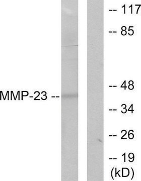 Anti-MMP-23 antibody produced in rabbit affinity isolated antibody