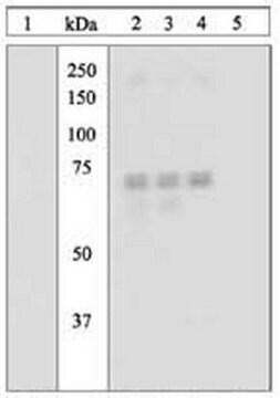 PhosphoDetect Anti-PKR (pThr&#8308;&#8309;&#185;) Rabbit pAb liquid, Calbiochem&#174;