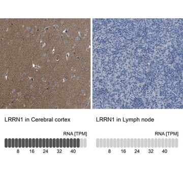 Anti-LRRN1 antibody produced in rabbit Prestige Antibodies&#174; Powered by Atlas Antibodies, affinity isolated antibody, buffered aqueous glycerol solution