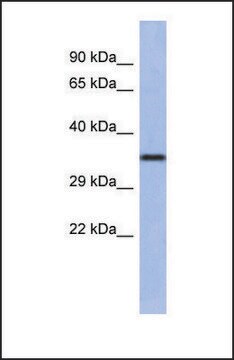 Anti-WNT4 antibody produced in rabbit affinity isolated antibody