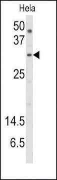 Anti-SNURF (center) antibody produced in rabbit saturated ammonium sulfate (SAS) precipitated, buffered aqueous solution