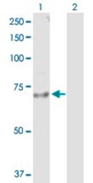 Anti-IL18R1 antibody produced in rabbit purified immunoglobulin, buffered aqueous solution