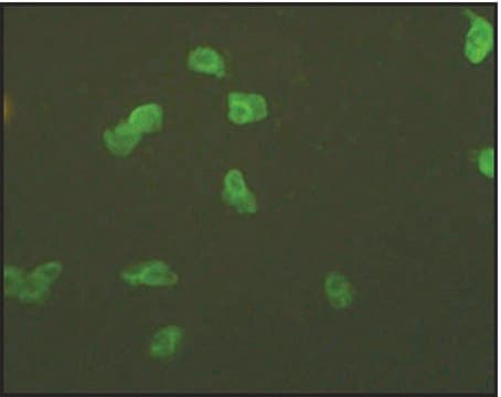 Monoclonal Anti-phospho-&#946;-Catenin (pThr41) antibody produced in mouse clone BCT-41, purified immunoglobulin, buffered aqueous solution