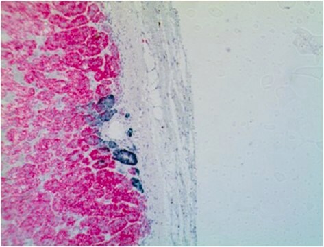 Anticorps anti-CYP11B2, clone 41-17B clone 41-17B, from mouse