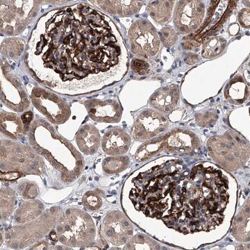 Anti-LDLRAD2 antibody produced in rabbit Prestige Antibodies&#174; Powered by Atlas Antibodies, affinity isolated antibody, buffered aqueous glycerol solution