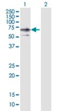 Anti-ERO1L antibody produced in rabbit purified immunoglobulin, buffered aqueous solution