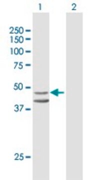 Anti-INDO antibody produced in mouse purified immunoglobulin, buffered aqueous solution