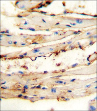 ANTI-CRCT1 (N-TERM) antibody produced in rabbit IgG fraction of antiserum, buffered aqueous solution