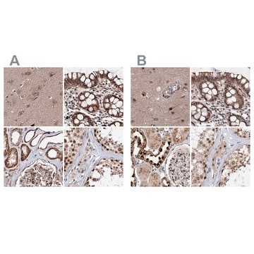 Anti-BUD13 antibody produced in rabbit Prestige Antibodies&#174; Powered by Atlas Antibodies, affinity isolated antibody, buffered aqueous glycerol solution