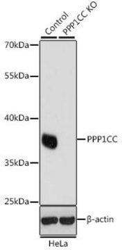 Anti-PPP1CC antibody produced in rabbit