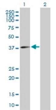 Anti-FLJ10357 antibody produced in mouse purified immunoglobulin, buffered aqueous solution