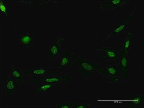 Monoclonal Anti-FASTK antibody produced in mouse clone 2B7, purified immunoglobulin, buffered aqueous solution