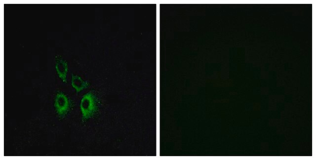 Anti-ADRA1A antibody produced in rabbit affinity isolated antibody