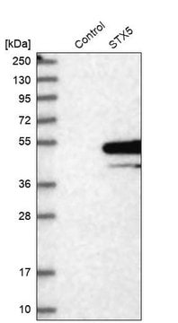 Anti-STX5 antibody produced in rabbit Prestige Antibodies&#174; Powered by Atlas Antibodies, affinity isolated antibody, buffered aqueous glycerol solution