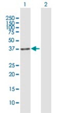 Anti-IREB2 antibody produced in mouse purified immunoglobulin, buffered aqueous solution