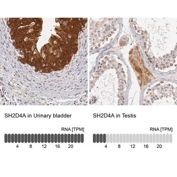 Anti-SH2D4A antibody produced in rabbit Ab1, Prestige Antibodies&#174; Powered by Atlas Antibodies, affinity isolated antibody, buffered aqueous glycerol solution