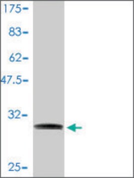 Monoclonal Anti-NDUFA1 antibody produced in mouse clone 3B9-1A1, purified immunoglobulin, buffered aqueous solution