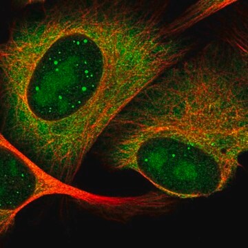 Anti-HES6 antibody produced in rabbit Prestige Antibodies&#174; Powered by Atlas Antibodies, affinity isolated antibody