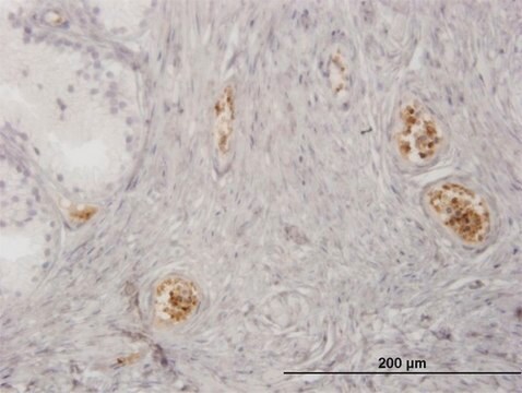 Monoclonal Anti-HBZ, (N-terminal) antibody produced in mouse clone 1G10, purified immunoglobulin, buffered aqueous solution