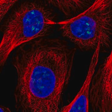 Anti-FTSJ3 antibody produced in rabbit Prestige Antibodies&#174; Powered by Atlas Antibodies, affinity isolated antibody