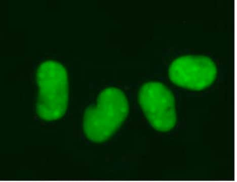 LentiBrite GFP-HMGB1慢病毒生物传感器