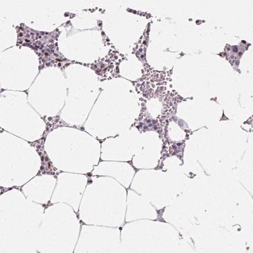 Anti-SF3B5 antibody produced in rabbit Prestige Antibodies&#174; Powered by Atlas Antibodies, affinity isolated antibody, buffered aqueous glycerol solution