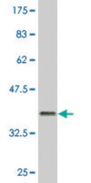 Monoclonal Anti-GIMAP2, (N-terminal) antibody produced in mouse clone 1E10, purified immunoglobulin, buffered aqueous solution