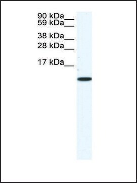 Anti-CCL5 antibody produced in rabbit IgG fraction of antiserum