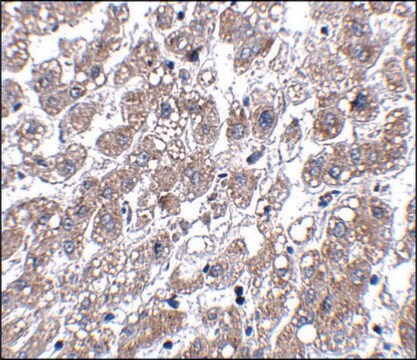 Anti-MATN1 antibody produced in rabbit affinity isolated antibody, buffered aqueous solution, ab1