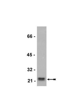 Anti-Rho (-A Antibody, -B, -C), clone 55 clone 55, Upstate&#174;, from mouse