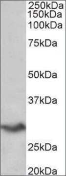 Anti-VTCN1 antibody produced in goat affinity isolated antibody, buffered aqueous solution