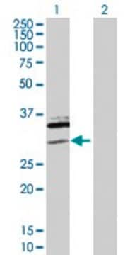 Anti-SAP30 antibody produced in rabbit purified immunoglobulin, buffered aqueous solution