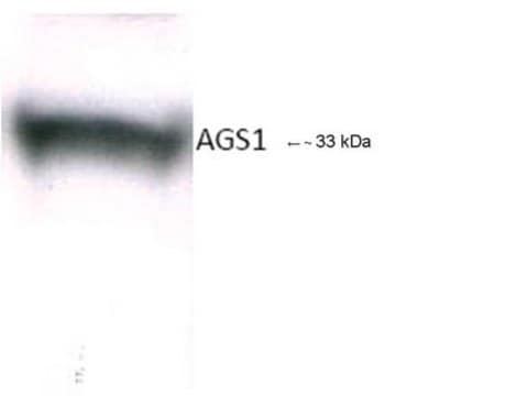 Anti-Dexras1 Antibody Chemicon&#174;, from rabbit