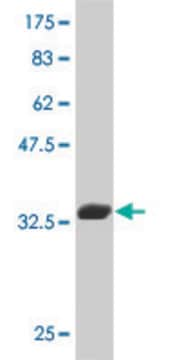 Monoclonal Anti-TAL2 antibody produced in mouse clone 1G6, purified immunoglobulin, buffered aqueous solution