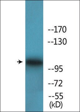 Anti-phospho-FAK (pTyr861) antibody produced in rabbit affinity isolated antibody