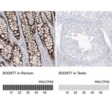 Anti-B3GNT7 antibody produced in rabbit Prestige Antibodies&#174; Powered by Atlas Antibodies, affinity isolated antibody, buffered aqueous glycerol solution