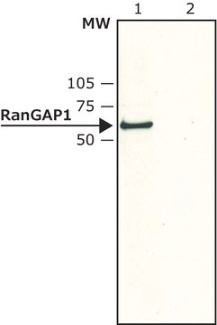 Anti-RanGAP1 antibody produced in rabbit affinity isolated antibody, buffered aqueous solution, ~2&#160;mg/mL