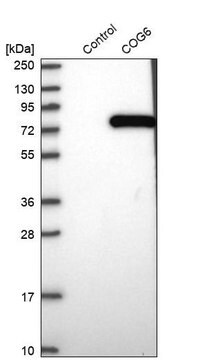 Anti-COG6 antibody produced in rabbit Prestige Antibodies&#174; Powered by Atlas Antibodies, affinity isolated antibody, buffered aqueous glycerol solution