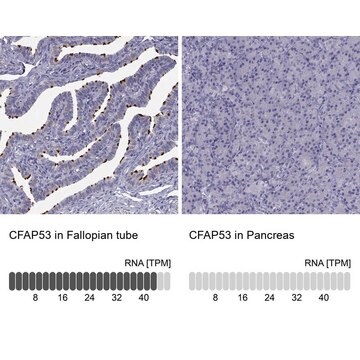 Anti-CFAP53 Prestige Antibodies&#174; Powered by Atlas Antibodies, affinity isolated antibody