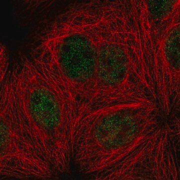 Anti-PPP4R3A antibody produced in rabbit Prestige Antibodies&#174; Powered by Atlas Antibodies, affinity isolated antibody