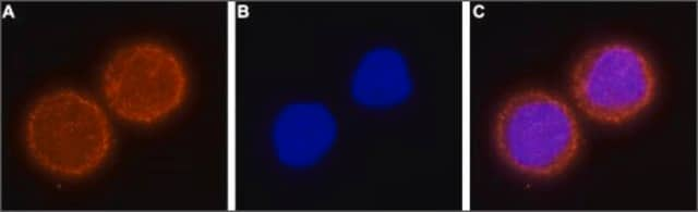 Anti-Potassium Channel Kv10.1 (EAG-1) antibody produced in rabbit affinity isolated antibody, lyophilized powder