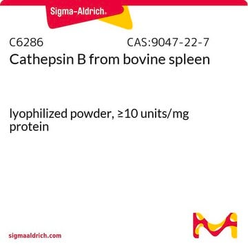 Cathepsin B from bovine spleen lyophilized powder, &#8805;10&#160;units/mg protein