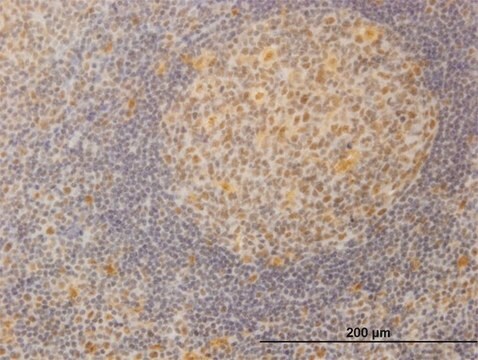 Monoclonal Anti-SURB7 antibody produced in mouse clone 3E9, purified immunoglobulin, buffered aqueous solution