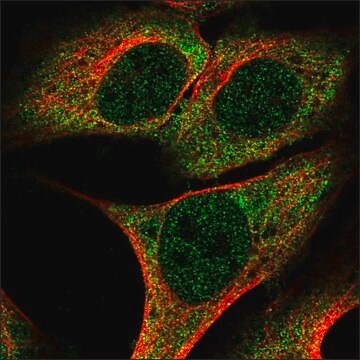 Anti-PRRC2A antibody produced in rabbit Prestige Antibodies&#174; Powered by Atlas Antibodies, affinity isolated antibody