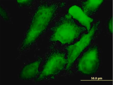 Monoclonal Anti-MAPK12 antibody produced in mouse clone 1G3, purified immunoglobulin, buffered aqueous solution