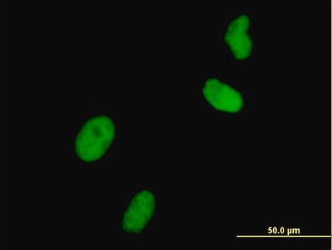 Monoclonal Anti-UHRF1 antibody produced in mouse clone 3A11, purified immunoglobulin, buffered aqueous solution