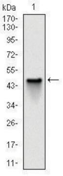 Monoclonal Anti-NQO1 antibody produced in mouse clone 4D12, ascites fluid