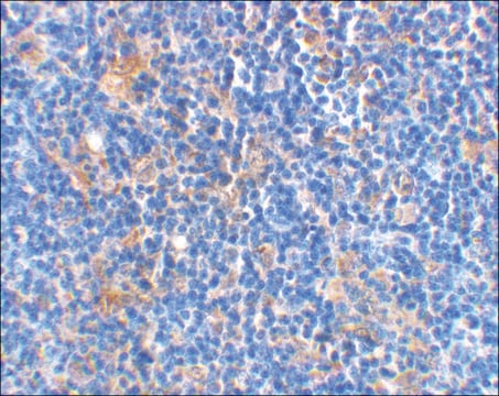 Anti-BAD antibody produced in rabbit IgG fraction of antiserum, buffered aqueous solution