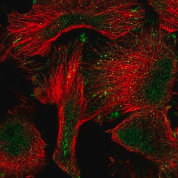 Anti-PWWP2A antibody produced in rabbit Prestige Antibodies&#174; Powered by Atlas Antibodies, affinity isolated antibody